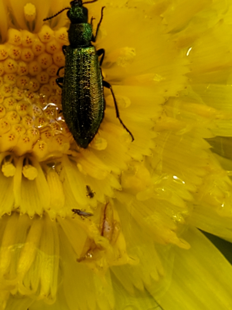 Psilothrix illustris