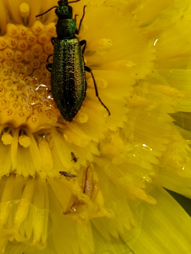 Psilothrix illustris