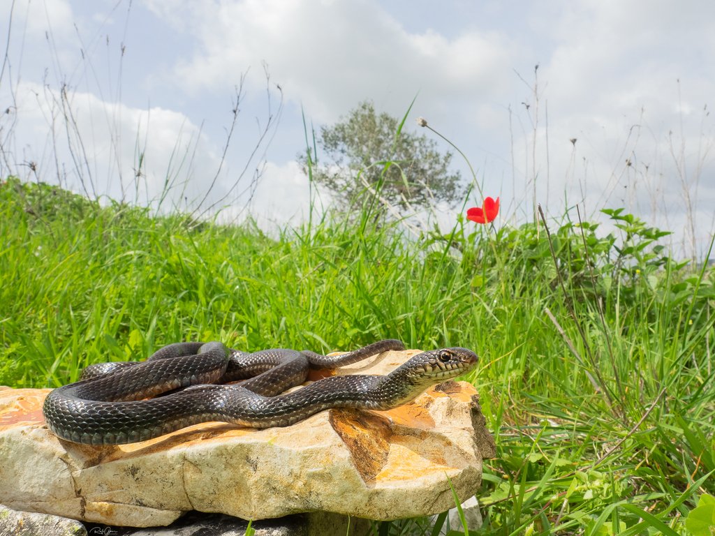 Large Whip Snake