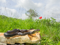 Large Whip Snake photo 1