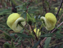 Calceolaria hyssopifolia