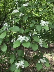 Photinia floribunda