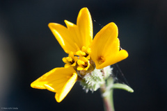 Calycadenia truncata