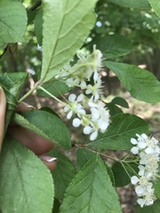 Photinia floribunda