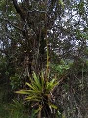 Tillandsia denudata