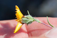 Calycadenia truncata