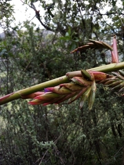 Tillandsia denudata