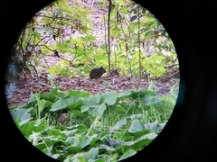 Cavia aperea anolaimae