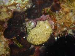Irciniidae