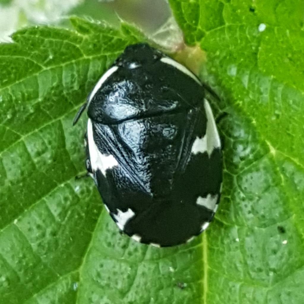 Rambur's pied shieldbug, photo 1 of 10