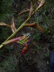 Tillandsia denudata