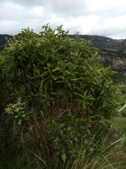 Lippia hirsuta