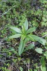 Lilieae