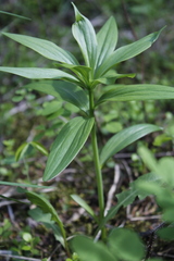 Lilieae