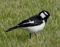 Grallina cyanoleuca