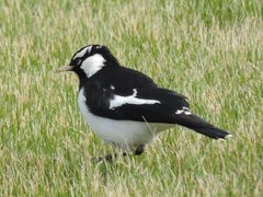 Grallina cyanoleuca