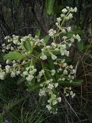 Lippia hirsuta