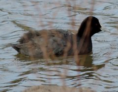 Fulica atra australis