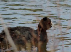 Fulica atra australis