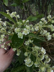 Lippia hirsuta