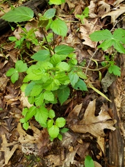 Viburnum rafinesqueanum