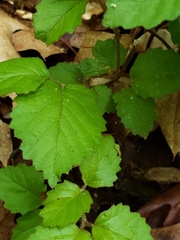 Viburnum rafinesqueanum