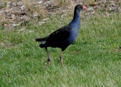 Porphyrio melanotus