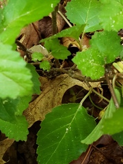 Viburnum rafinesqueanum