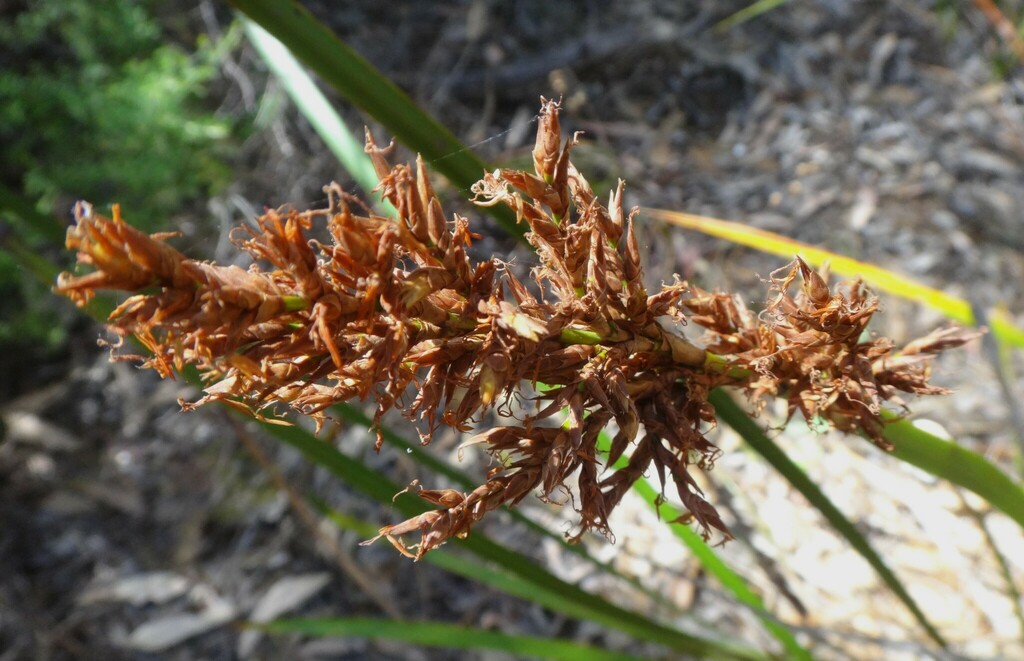 Coast Sword-sedge from Bunbury WA, Australia on December 18, 2020 at 11 ...