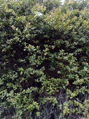 Symplocos cundinamarcensis