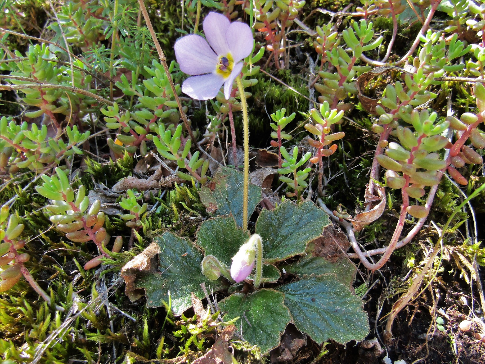 Ramonda serbica