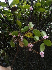 Symplocos cundinamarcensis