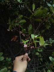 Symplocos cundinamarcensis