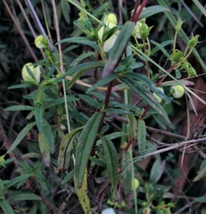 Calceolaria hyssopifolia