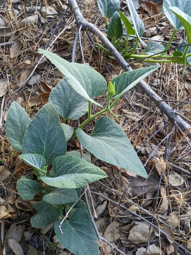 Buffalo Gourd from Orange County, CA, USA on June 17, 2024 at 07:13 PM ...