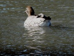 Chenonetta jubata