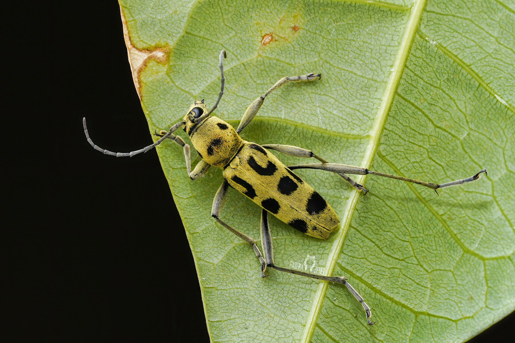 Chlorophorus tredecimmaculatus
