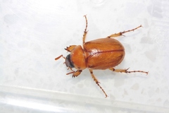 Cyclocephala pasadenae