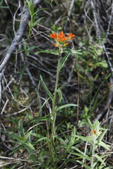 Castilleja hispida hispida