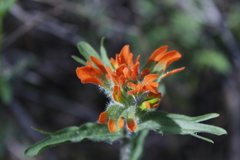 Castilleja hispida hispida
