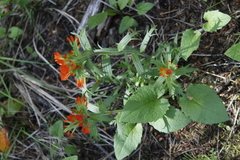 Castilleja hispida hispida