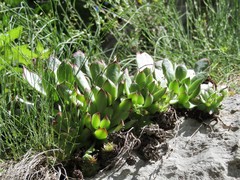 Sempervivum tectorum
