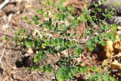 Baptisia tinctoria
