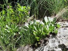Sempervivum tectorum
