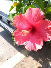 Hibiscus rosa-sinensis
