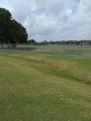 Charadrius vociferus