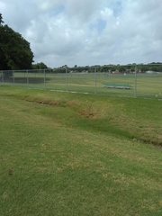 Charadrius vociferus