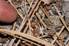 Eremobatidae