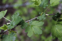 Grossulariaceae