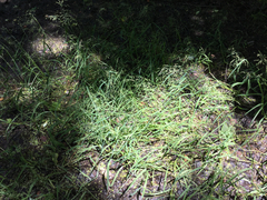Torreyochloa pallida